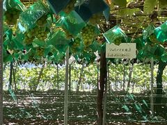 ܂񂳂̊ό@Ôւ̓eʐ^1