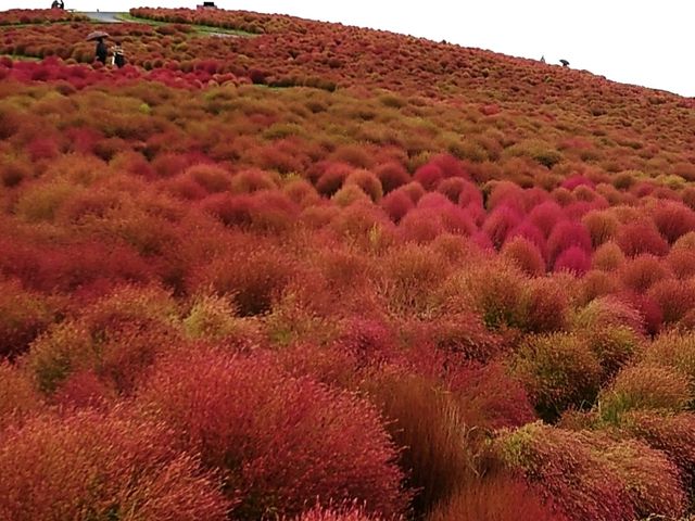 �R�L�A_���c�Ђ����C�l����