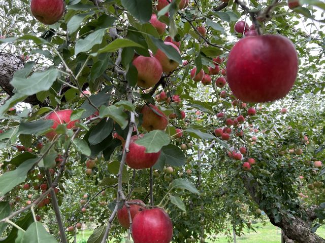 �����������ȃ����S�B_�����_��