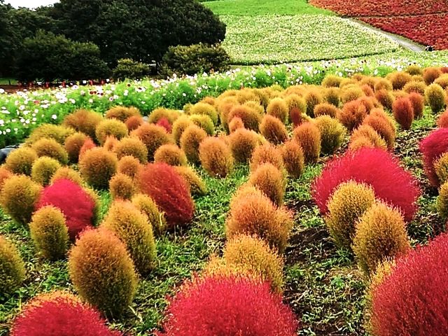 ���΂ƃR�L�A_���c�Ђ����C�l����