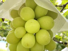 {Xe}}̌_O[vnEXւ̓eʐ^1