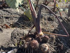 낱邳̎R؃t@[ւ̓eʐ^2