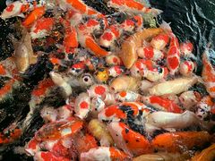 餌やり圧巻！ - 小千谷市錦鯉の里のクチコミ - じゃらんnet