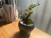 ���C����񂳂�̎���佂̓��e�ʐ^3