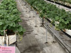 �߂��߂�����̂�������_���ւ̓��e�ʐ^1