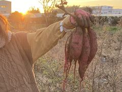 ܂邳̂t@[ւ̓eʐ^1