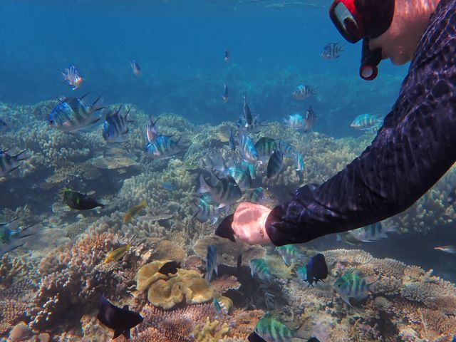 �a��蕗�i^ ^_�J�m�A�_�C�u Kanoa Dive