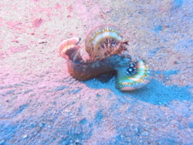 �U�߂̎ʐ^�؂�܂���_DS natura