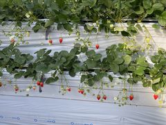 ݂񂳂̂H[@Ђ炩ւ̓eʐ^1