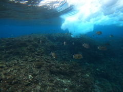 tackuñ}T[rXނʁ[ւ̓eʐ^1