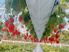 [䂳ichigos Yokohama-C`SXlւ̓eʐ^2