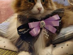 ������̃l�R�J�t�F�@�X�}�C���L���b�g�@�̓��e�ʐ^