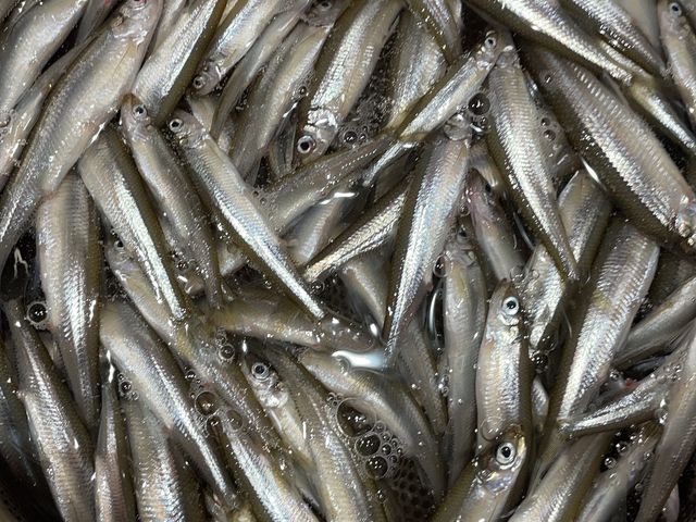 �s�J�s�J_���Ȃ�܌΃L�����v��O�@�킩�����ނ�