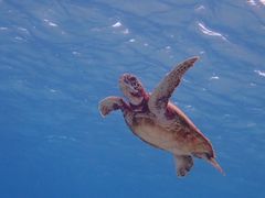 ȂȂ񂳂imtida{Óւ̓eʐ^1