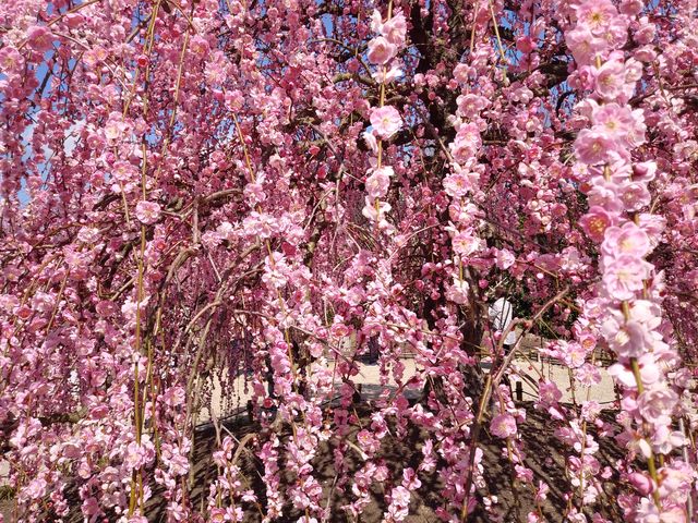 �ӂ��ʃr���N�̐��E�B_�鎭�̐X�뉀