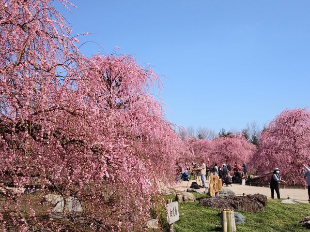 �L�X�Ƃ��Ă��āA�܂��Ɂu�뉀�v�Ƃ��������B_�鎭�̐X�뉀