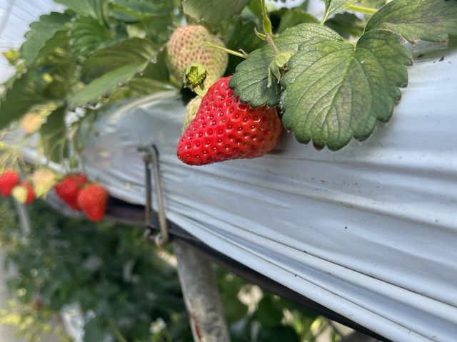 �Ԃ��C�`�S_�����_��