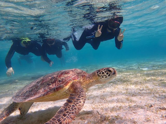 ����ȂɊԋ߂ŁA��R�̃J���ɏo��܂����B_Reeftour HONEY