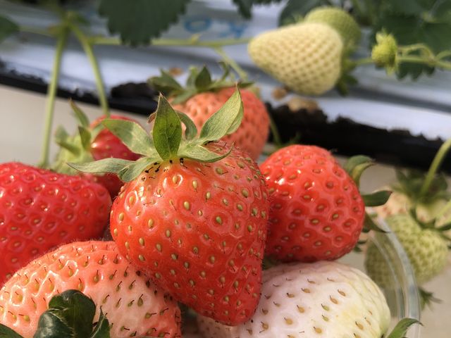 ���������ς��喞���I_BerryPark�����݂�