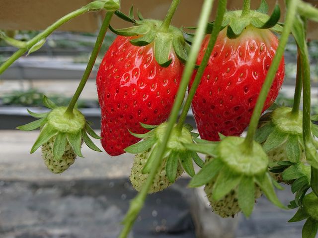 �Á[�[��_�܌j�r�ӂ�`��