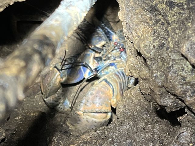 �쐶�̃��V�K�j�ł�_�{�Ó� ADVENTURE PiPi