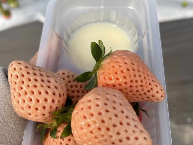 �����������������W��A�_�������Ȃ��Â������ł��B_���c��������