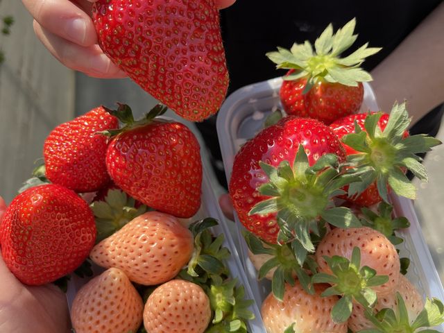 �嗱�̂��������������񂠂�܂����B_���c��������