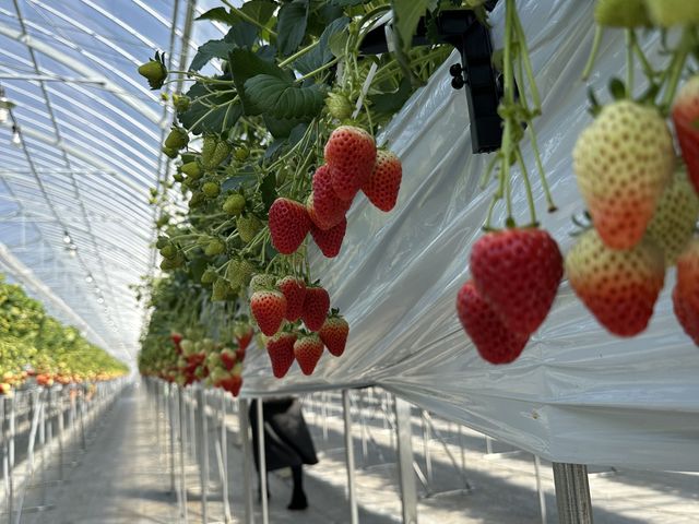 �^���ԂȂ������H�ו���_�c�������_��