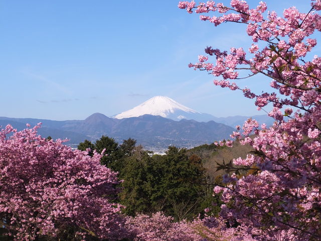 �͒Í��̂ނ����ɕx�m�R_��������߂̗�