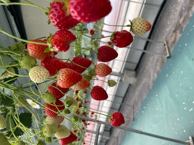 �C�`�S_�������C�ӂ̂��������s���F�t�F�����t