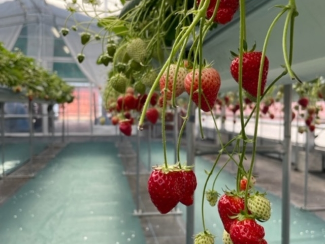 �C�`�S_�������C�ӂ̂��������s���F�t�F�����t