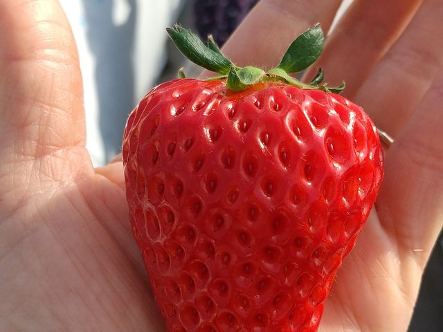 �g�ق��؂̌�������䕂ɂ��Ԃ�����c��_���i�̋u