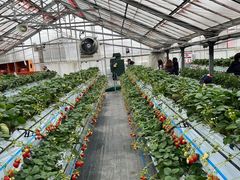 Â̐_ˎOcȂ_ւ̓eʐ^1