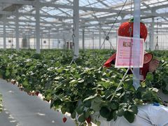 V񂳂̃qt@[ւ̓eʐ^1