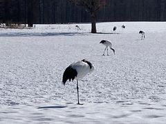 Ђ܂肳̒ߋEɓ^`ETN`Aւ̓eʐ^1