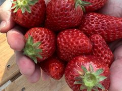 悤񂳂̌c_ւ̓eʐ^1