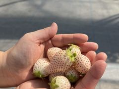 悤񂳂̌c_ւ̓eʐ^2