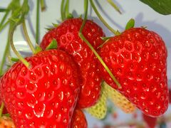 ܂񂳂̃qt@[ւ̓eʐ^1