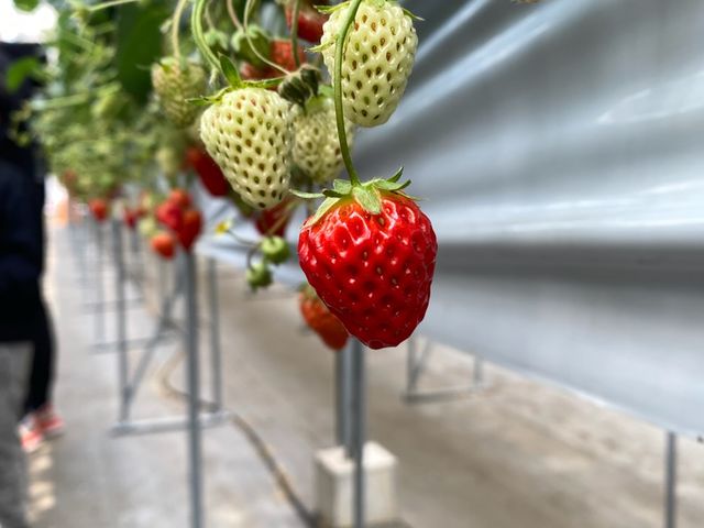 ���Ԃ�̂���������������ł����B�Â��Ĕ������������I_�������̗��@�������_��