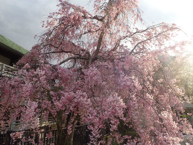 �g���R�v�����̃V�_���U�N��