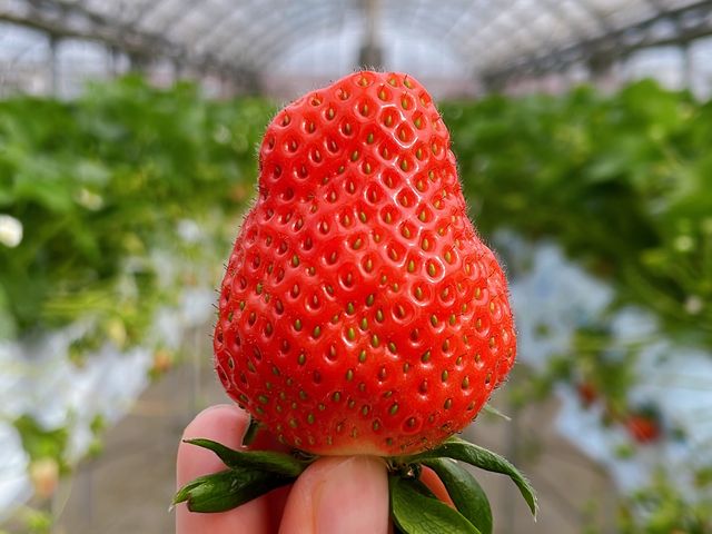 �傫�Ȃ������𔭌���_�C�`�S�n�E�X�����̉�