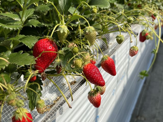 �^���ԂȃC�`�S_�R���������_��