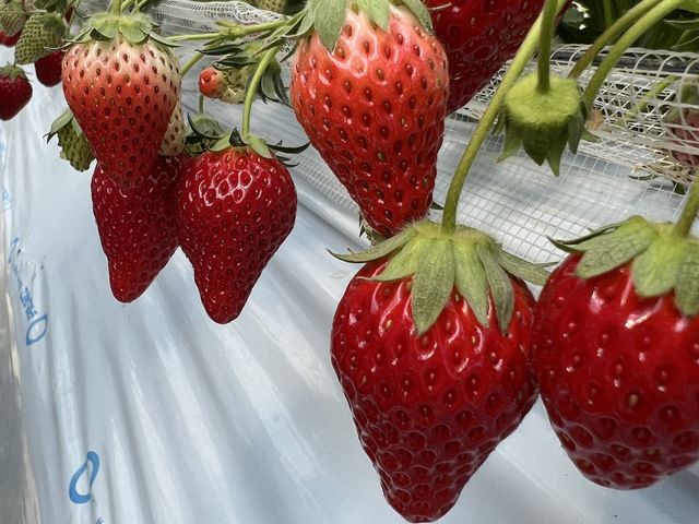 �R���f���X�~���N�����Ă��������܂���_�R���������_��