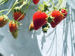 ݂̃C`SnEX̉ւ̓eʐ^1