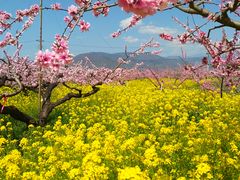 ɂɂ񂳂̌_O[vnEXւ̓eʐ^1