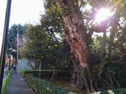 chico����̋��א�@�̃V�C�̓��e�ʐ^2