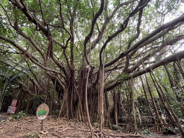 巨大ガジュマルは圧巻でした!_ガジュマルンチャー糸満店