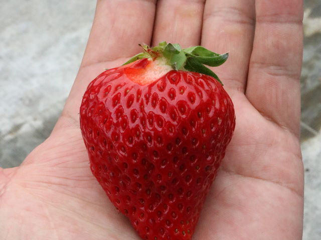 Ƒ傫Ȃ܂AԖƎv̎ʐ^łB_Ȃt@[