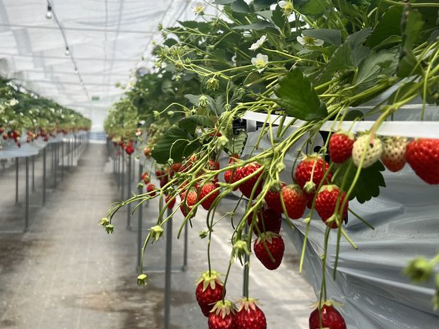 ������_��������farm