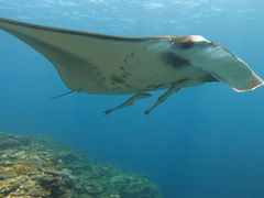 Ƃ邳̃ANAJ[Yւ̓eʐ^1